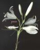 Lilium candidum.jpg