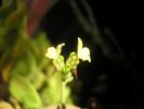Linaria flava Is Solinas stagno (5).jpg