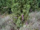 Linaria purpurea (2)~0.jpg