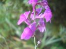 Linaria purpurea (3).JPG