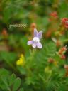 Linaria_micrantha.jpg