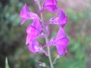 Linaria_purpurea_subsp__cossonii_2_282329_-_Copia.jpg