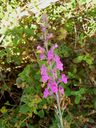 Linaria_purpurea_subsp__cossonii_jj_28429_-_Copia.jpg