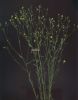 Linum strictum s.n.~0.jpg