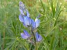 Lupinus angustifolius  (1).jpg