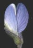 Lupinus angustifolius (1).jpg
