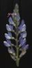 Lupinus angustifolius (3).jpg