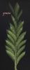 Lupinus angustifolius frutti.jpg