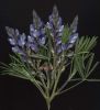 Lupinus angustifolius.jpg