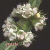 Lycopus europaeus fiori1.jpg