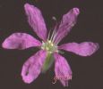 Lythrum salicaria fiore a.jpg