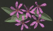 Lythrum salycaria 002.jpg