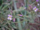 Malcolmia ramosissima (Desf.) Thell..jpg
