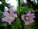 Malva sylvestris v (4).jpg