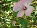 Malva_trimestris_Zinnigas_28129.JPG