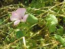 Malva_trimestris_Zinnigas_282129.JPG