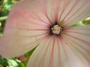 Malva_trimestris_Zinnigas_282829.JPG