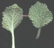 Marrubium vulgare 001.jpg