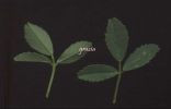 Melilotus sp.foglie jpg.jpg
