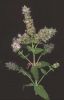 Mentha insularis infior s.n..jpg