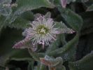 Mesembryanthemum cristallinum  (18).jpg