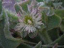 Mesembryanthemum cristallinum  (20).jpg