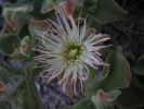 Mesembryanthemum cristallinum  (32).jpg