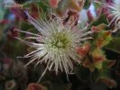Mesembryanthemum cristallinum  (6).jpg