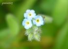 Myosotis sp 1~0.jpg