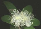 Myrtus communis xxx.jpg