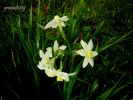 Narcissus italicus (10).jpg
