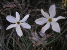 Narcissus obsoletus (2).JPG