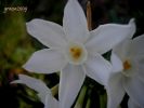 Narcissus papiraceus g. (13).jpg