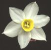 Narcissus tazzeta n.jpg