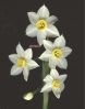 Narcissus tazzeta s.n.1.jpg
