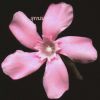 Nerium oleander 003.jpg