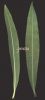 Nerium oleander 006.jpg