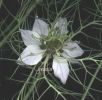 Nigella damascena 002.jpg