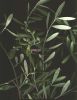 Olea europaea var.jpg