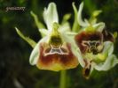 Ophrys  annae (11).jpg