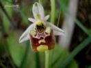 Ophrys  annae (20).jpg