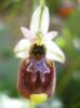 Ophrys annae j (21).jpg