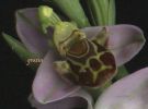 Ophrys apifera fiore 200.jpg