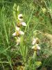 Ophrys apifera j (2).jpg