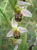 Ophrys apifera j (5).jpg