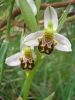 Ophrys apifera j (7).jpg