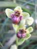 Ophrys bombiliflora o.jpg