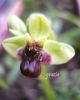 Ophrys bombyflora w (13).jpg