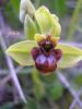 Ophrys bombyliflora (5)1.jpg