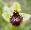 Ophrys bombyliflora 1 (11).jpg